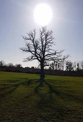 Picture of a tree back lite by the sun